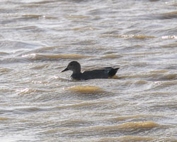 20260311ForestpofDean0060.jpg 20260311ForestpofDean0060.jpg