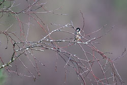 20260313ForestpofDean0072.jpg 20260313ForestpofDean0072.jpg