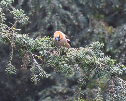 20260313ForestpofDean0076.jpg 20260313ForestpofDean0076.jpg