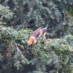 20260313ForestpofDean0078.jpg 20260313ForestpofDean0078.jpg