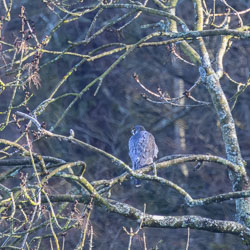 20260313ForestpofDean0098.jpg 20260313ForestpofDean0098.jpg