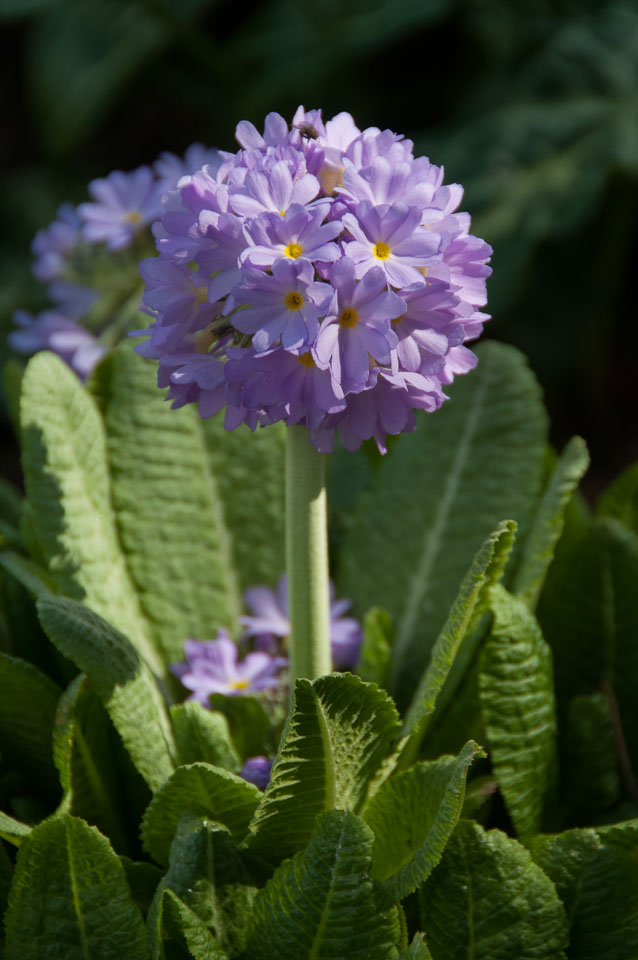 20120402Cotehele0023.jpg