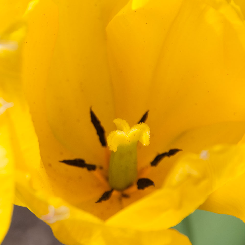 20120402Cotehele0024.jpg