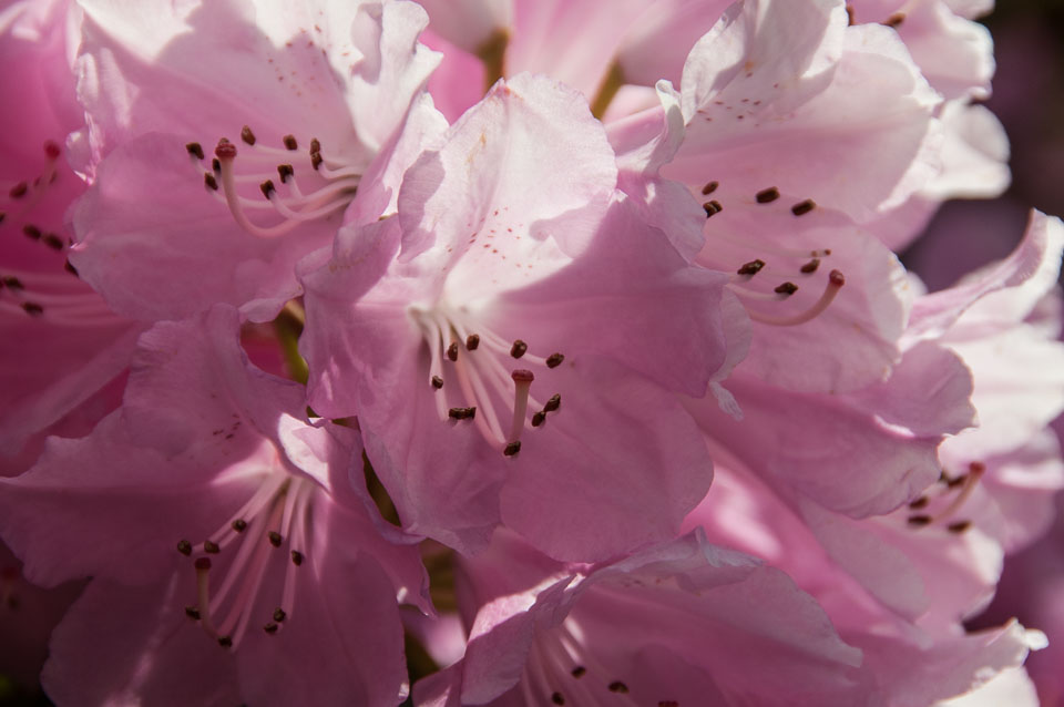 20120402Cotehele0031.jpg