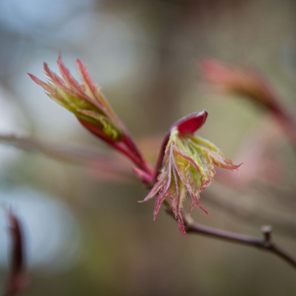 20120402Cotehele0040.jpg