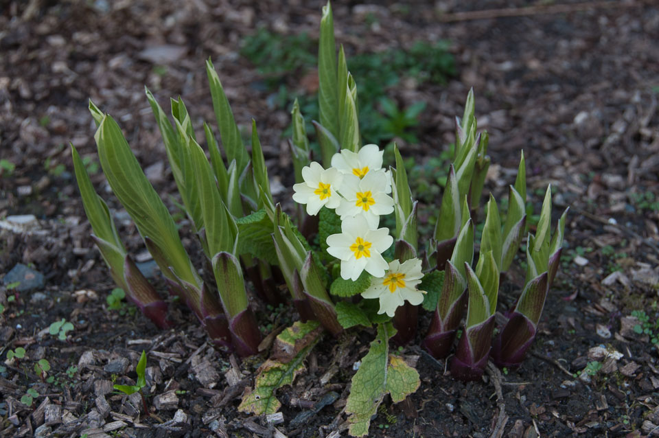 20120402Cotehele0051.jpg