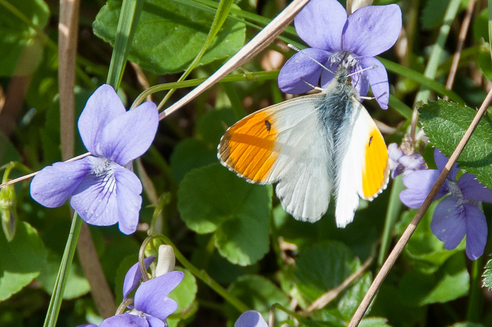 20120402Cotehele0052.jpg