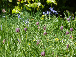 20120402Cotehele0007.jpg