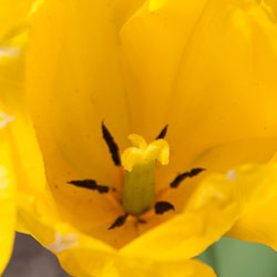 20120402Cotehele0024.jpg