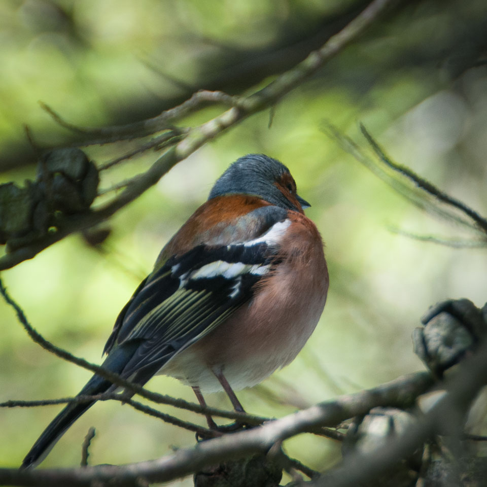 20120502CarbisBay0049.jpg