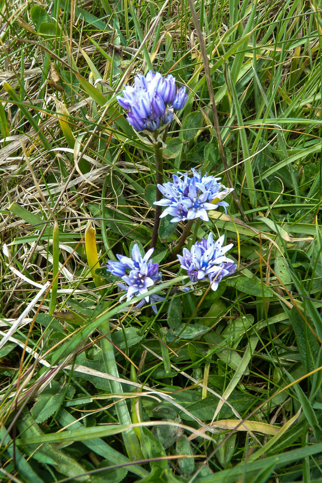 20120503CarbisBay0024.jpg