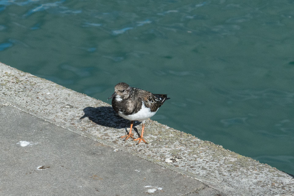 20151008StIves0052.jpg