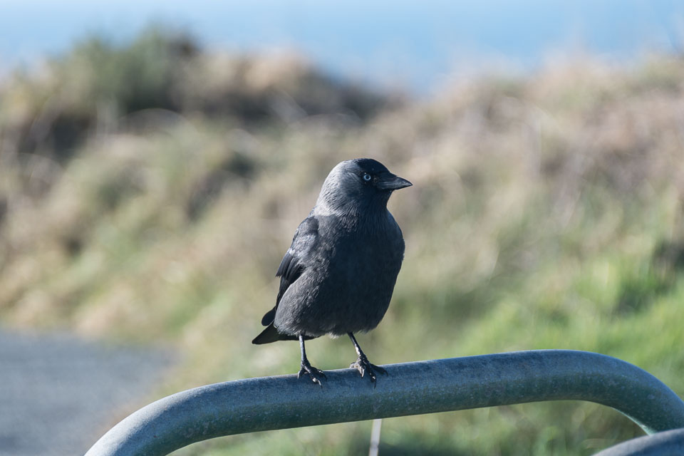 20170102CoastPath0020.jpg