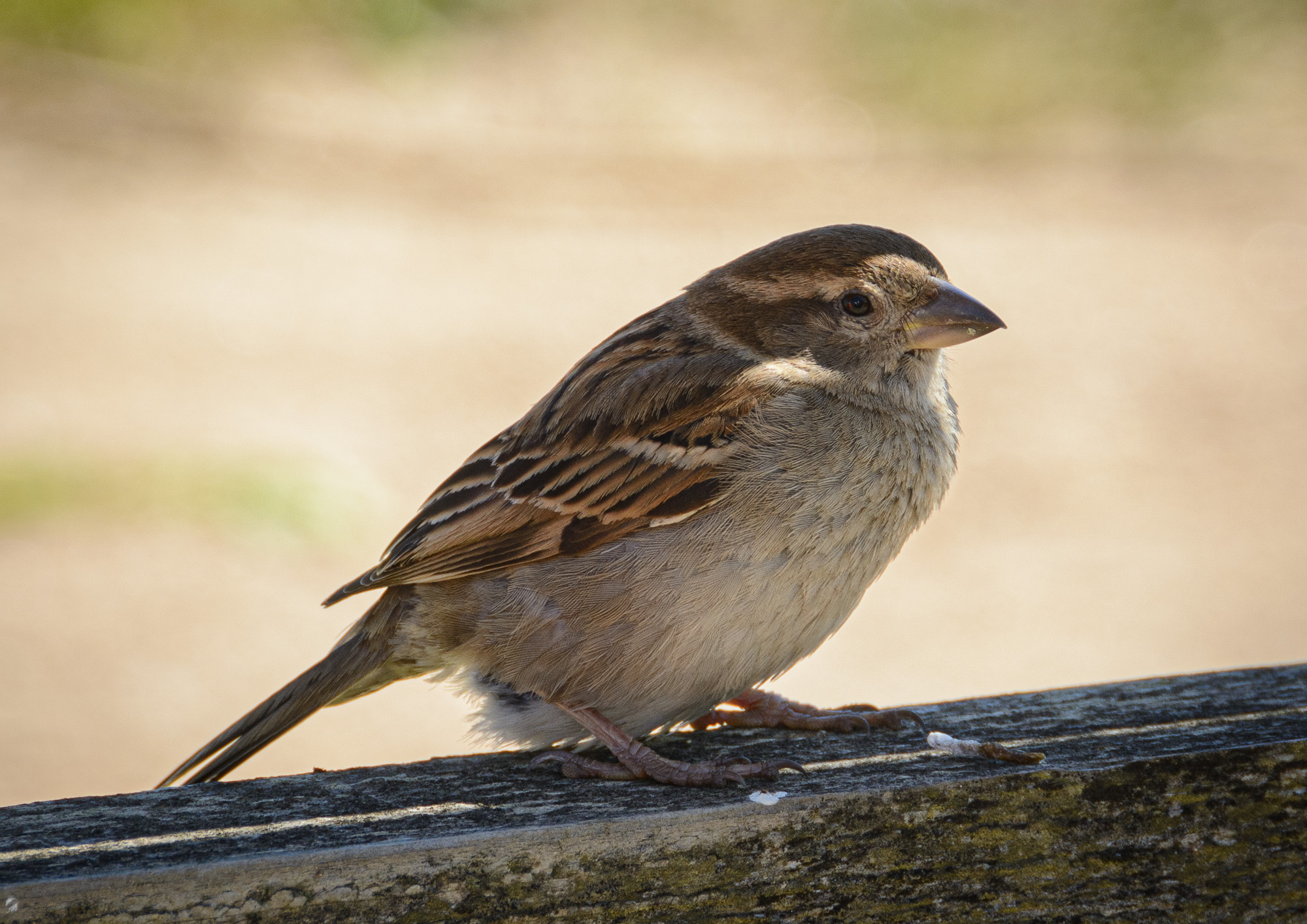 20190505Scilly0028.jpg