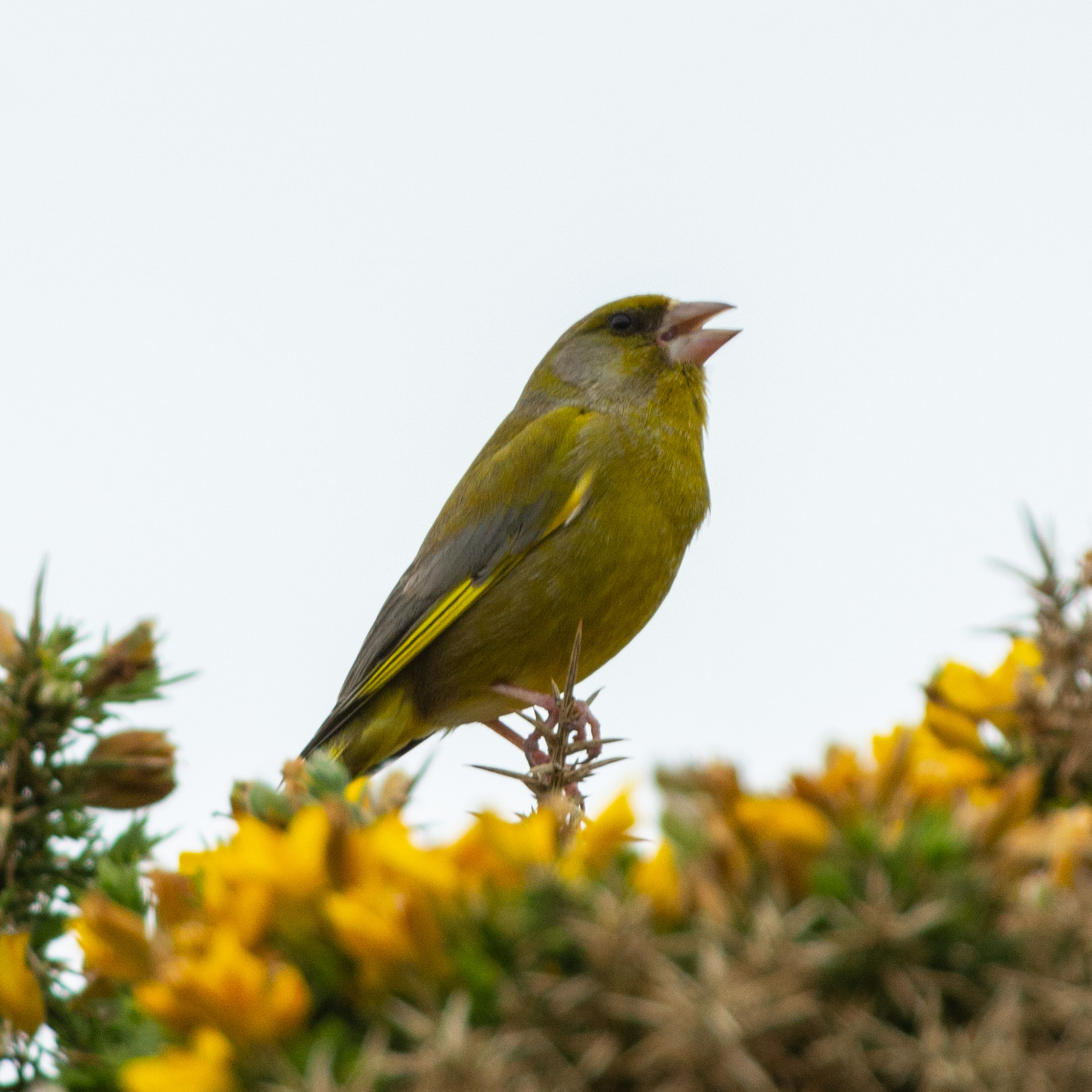 20190507Scilly0070.jpg