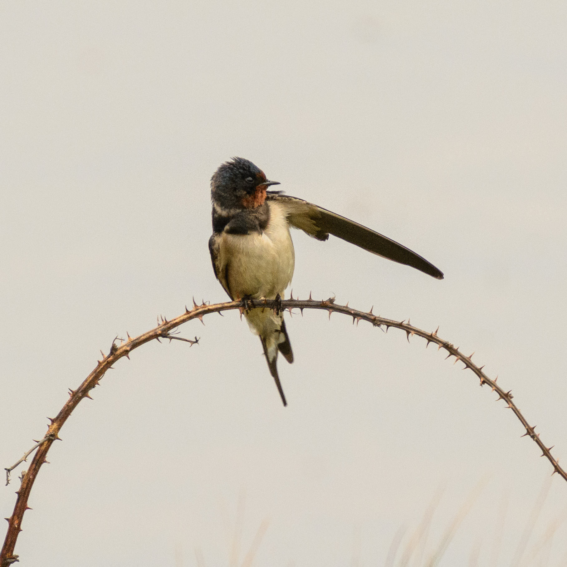 20190507Scilly0124.jpg