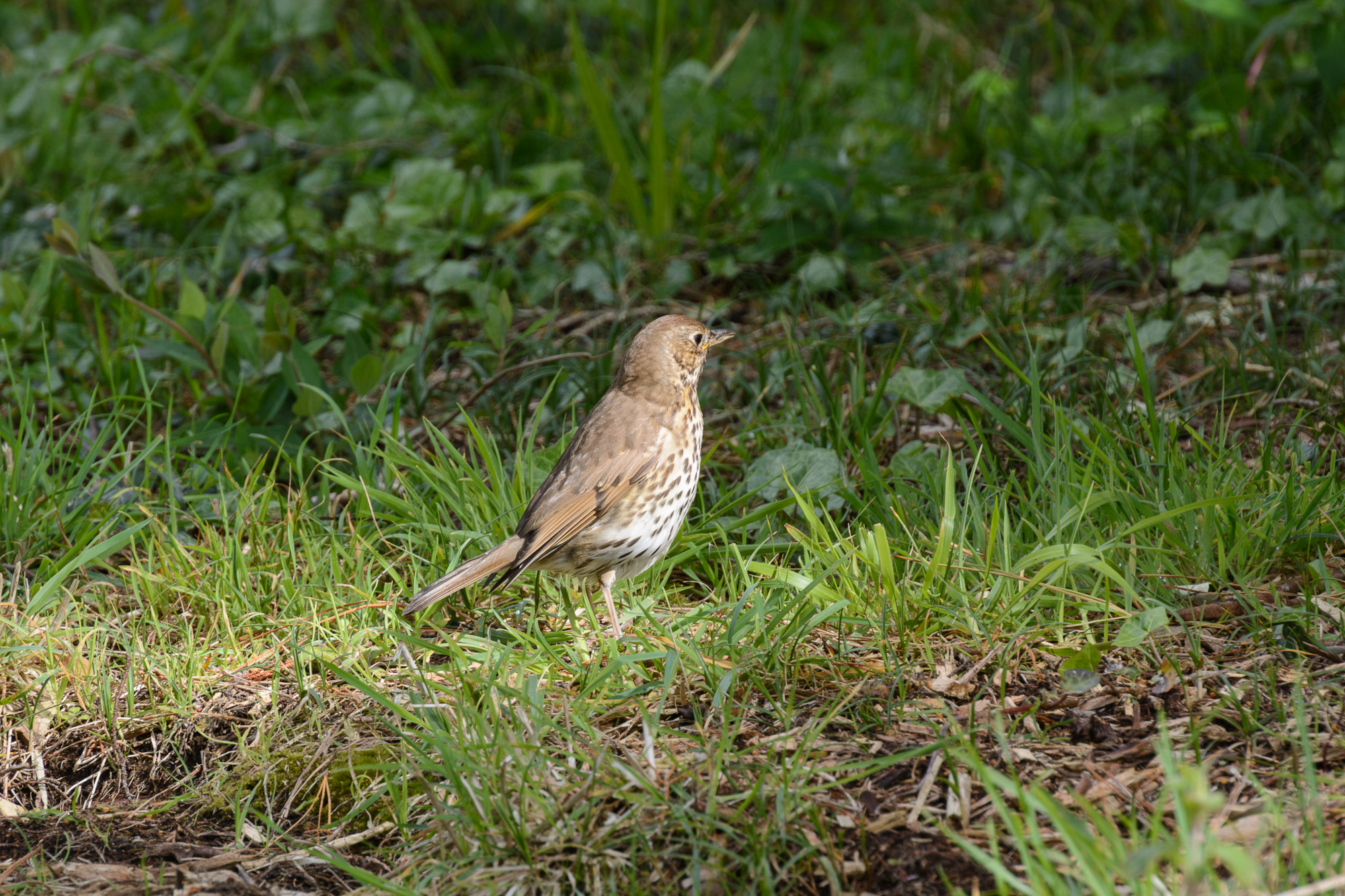 20190508Scilly0144.jpg