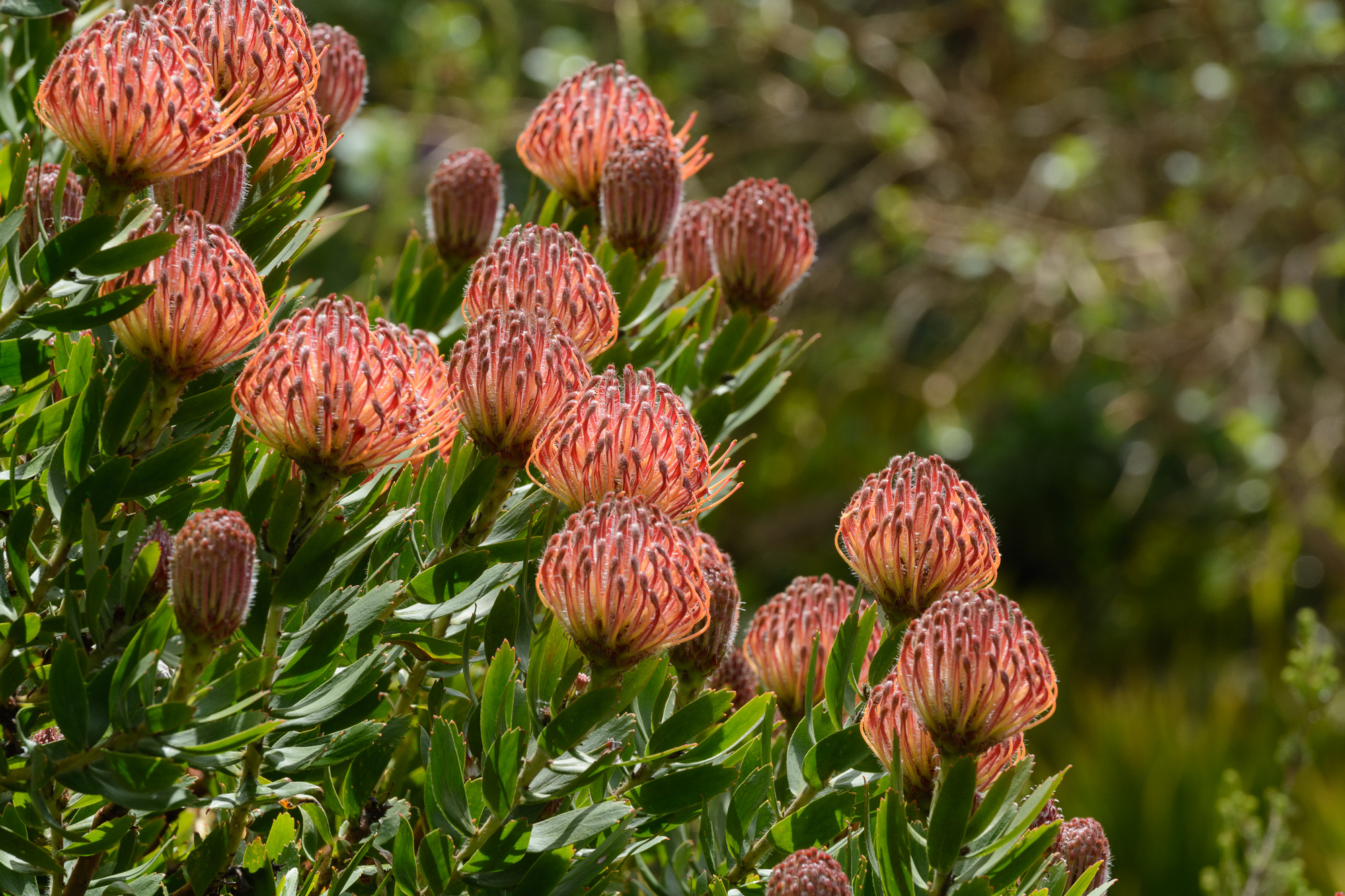 20190508Scilly0158.jpg