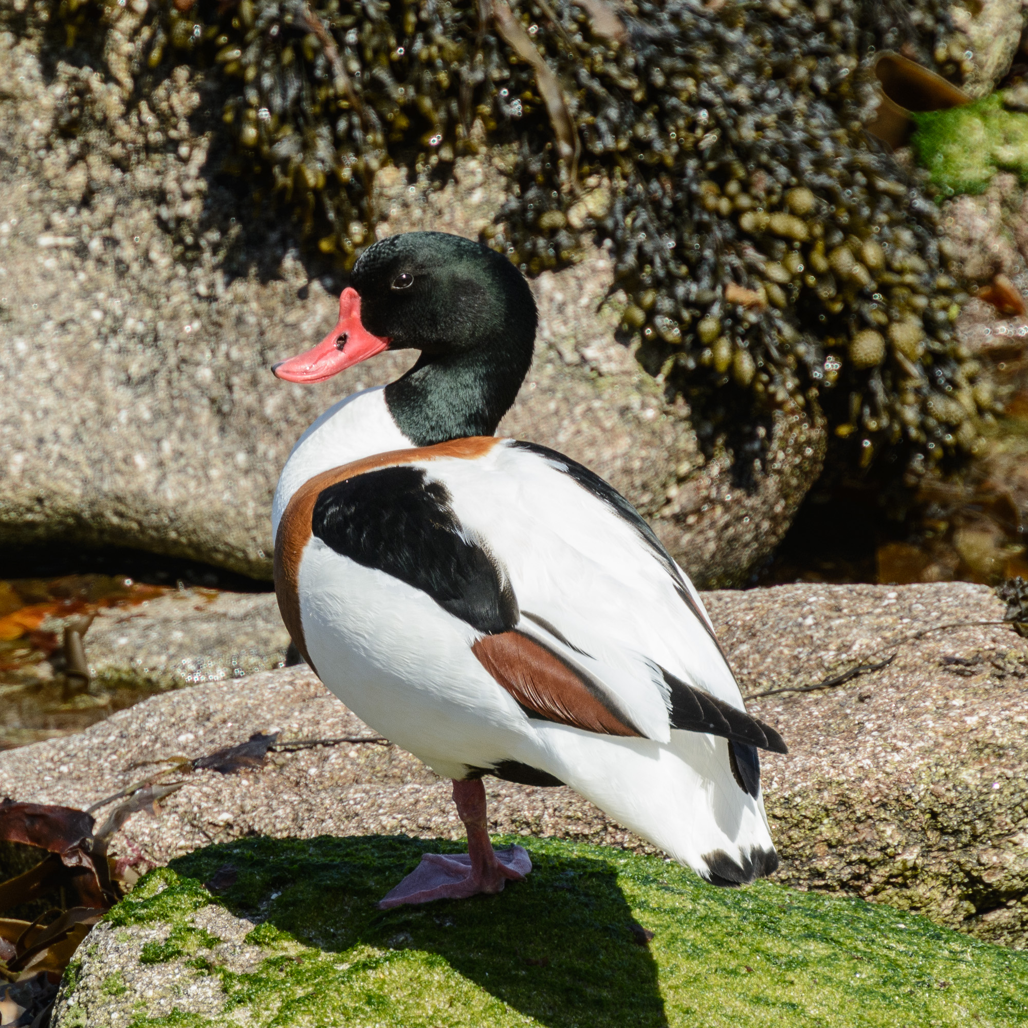 20190509Scilly0252.jpg