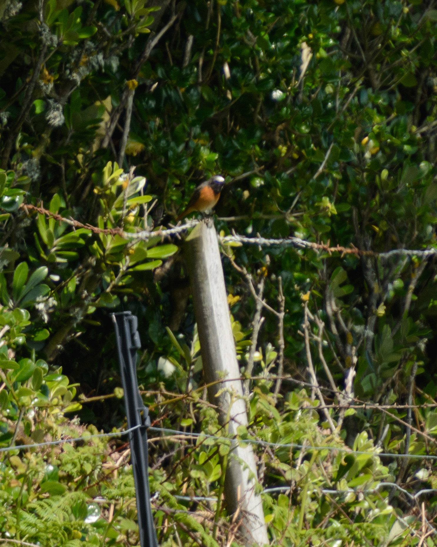 20190509Scilly0257.jpg