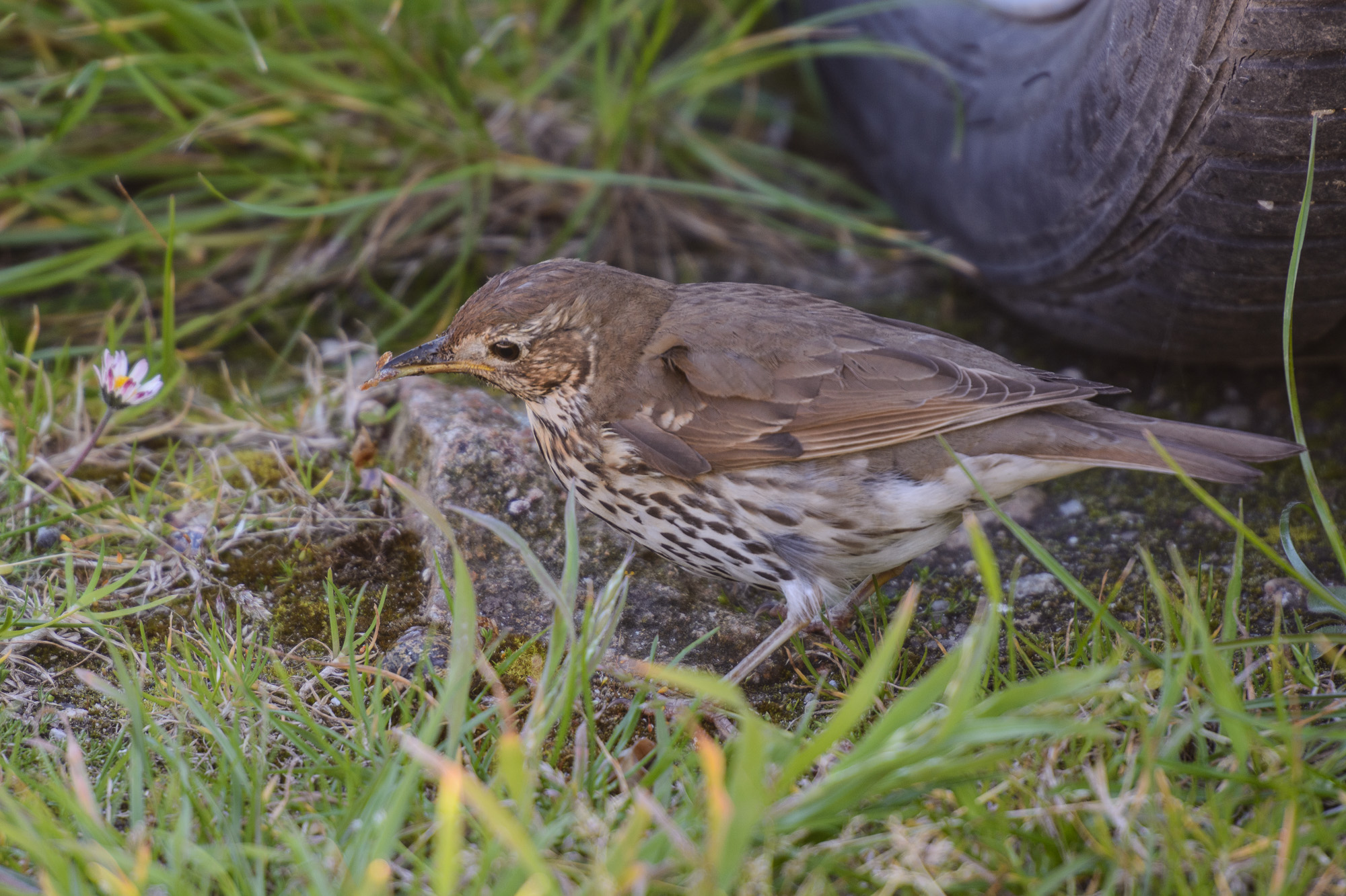 20190509Scilly0266.jpg