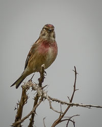 Scilly Isles, May 2019