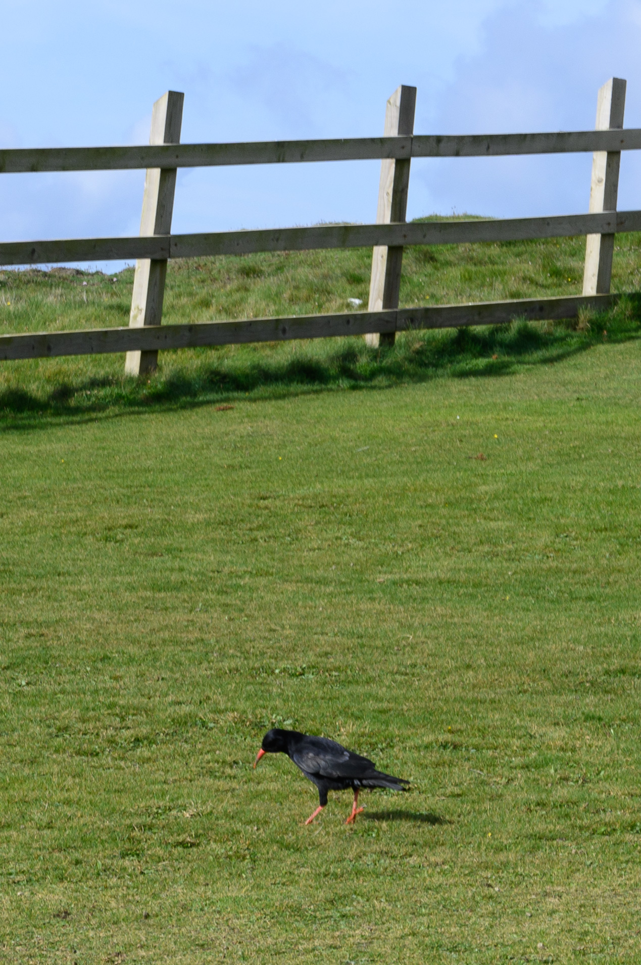 20211012Chough0011.jpg