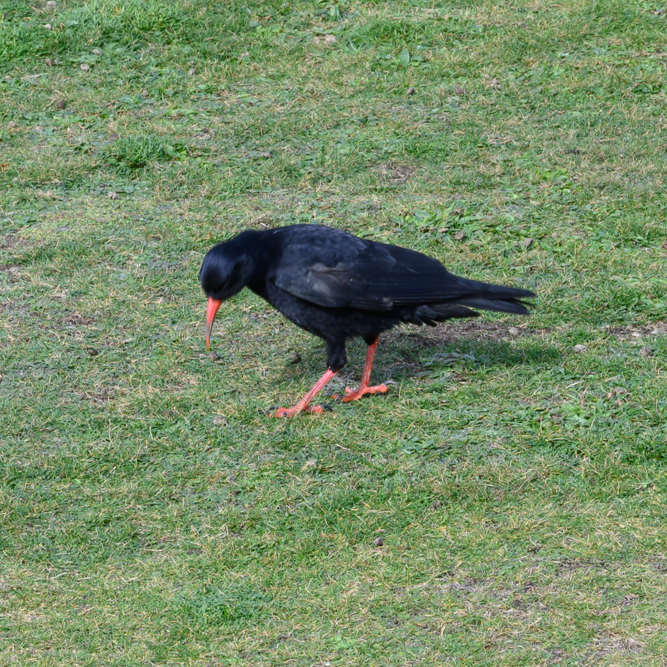 20211012Chough0016.jpg