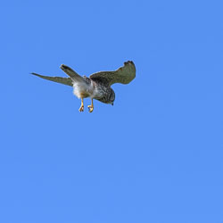 20220929202209-Scilly0122.jpg 20220929202209-Scilly0122.jpg