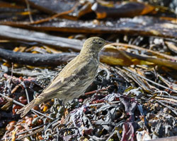 20220929202209-Scilly0147.jpg 20220929202209-Scilly0147.jpg