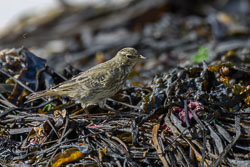 20220929202209-Scilly0150.jpg 20220929202209-Scilly0150.jpg