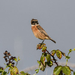 20220929202209-Scilly0154.jpg 20220929202209-Scilly0154.jpg