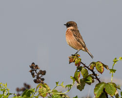 20220929202209-Scilly0156-Edit-topaz-enhance-sharpen.jpg 20220929202209-Scilly0156-Edit-topaz-enhance-sharpen.jpg