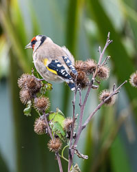 20220930202209-Scilly0166-Edit-topaz-denoise-sharpen.jpg 20220930202209-Scilly0166-Edit-topaz-denoise-sharpen.jpg