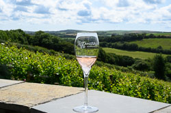 Camel Valley Vineyard, July 2023 Camel Valley Vineyard, July 2023