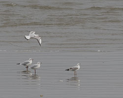 Cornwall Birds, September 2023