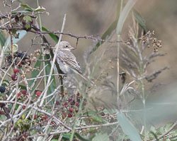 Cornwall Birds, September 2023 Cornwall Birds, September 2023