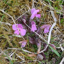 20260429BodminMoor0036.jpg