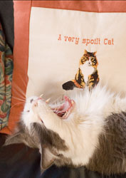 Our cats Our cats