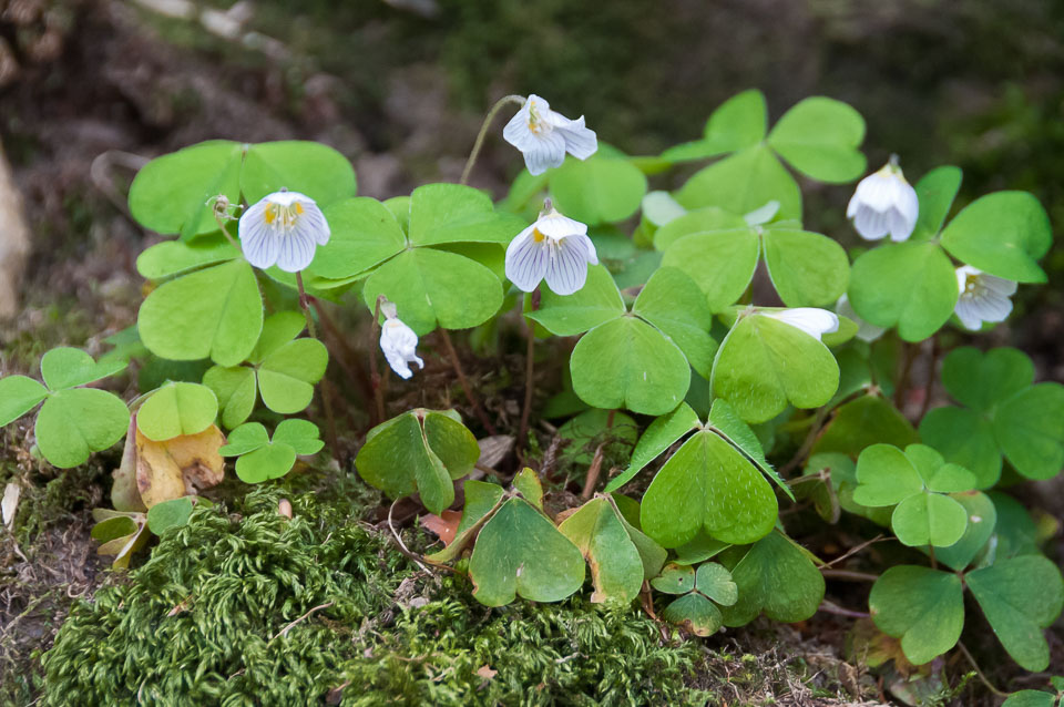 20110327LydfordGorge0012.jpg