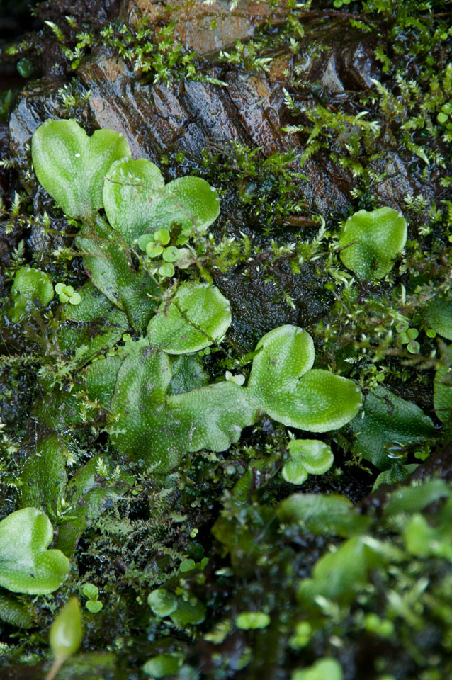 20110327LydfordGorge0027.jpg