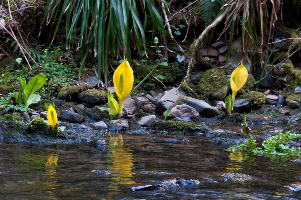 20110327LydfordGorge0052.jpg