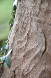 20110327LydfordGorge0005.jpg