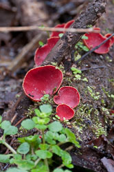 20110327LydfordGorge0025.jpg