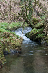 20110327LydfordGorge0034.jpg