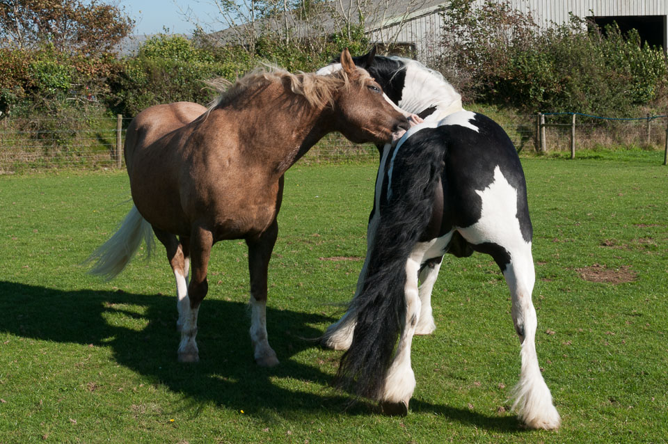 20110928Ponies0023-Edit.jpg