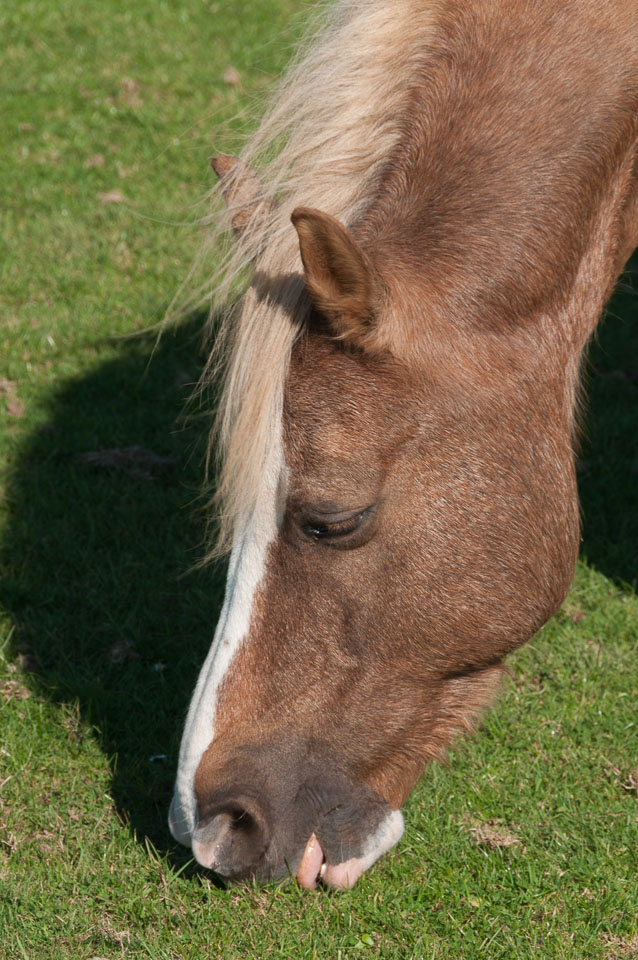 20110928Ponies0024.jpg