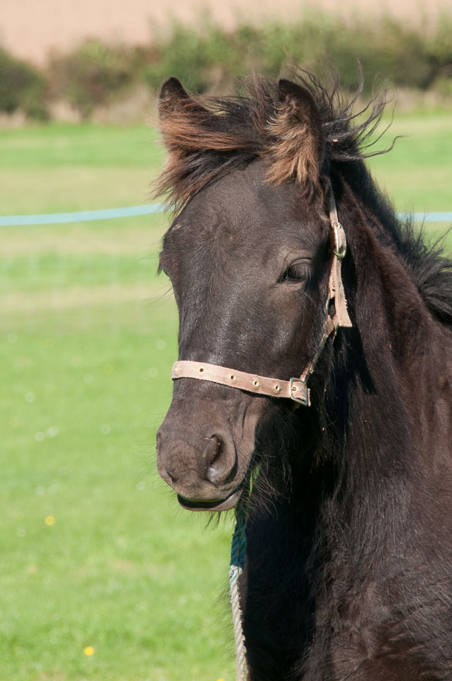 20110928Ponies0036.jpg