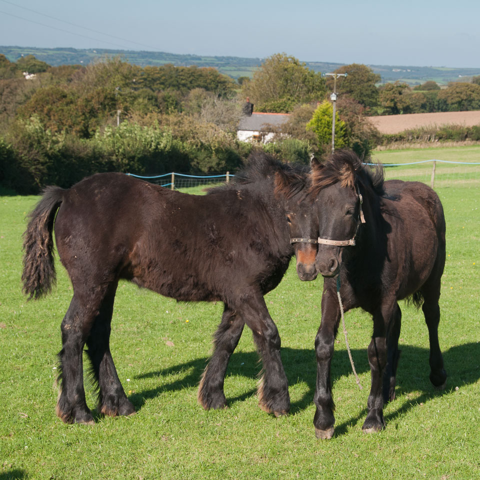 20110928Ponies0038.jpg