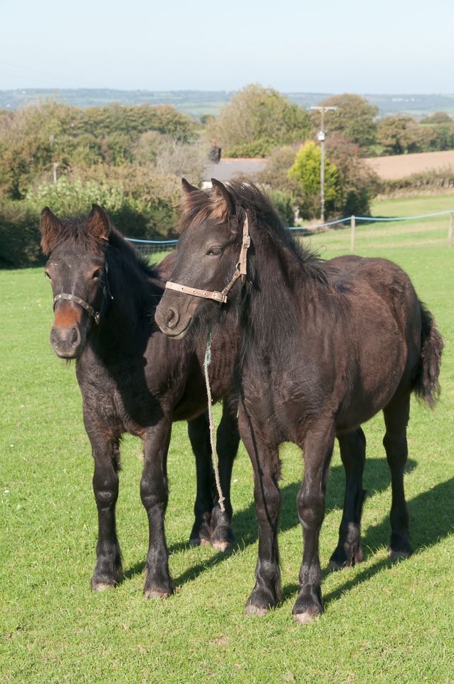 20110928Ponies0040.jpg